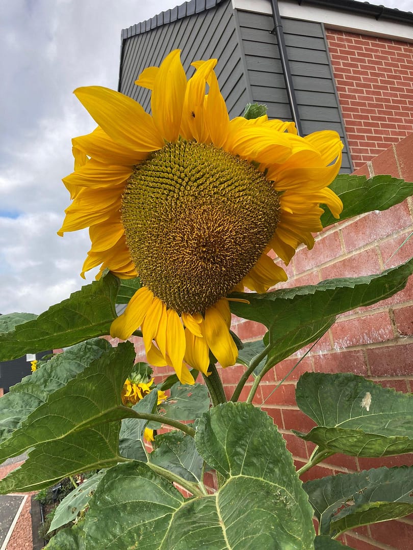 Huge Sun Flowers Huge Sun Flowers
